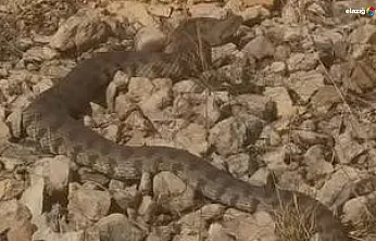Elazığ'da Görüntülendi! Engerek Yılanının Boyutu Herkesi Şaşırttı