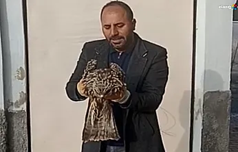 Yaralı kartal koruma altına alındı!