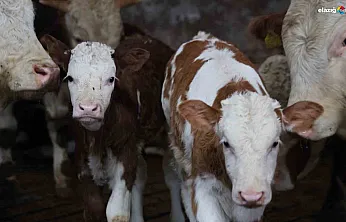 Yeni yıla 'çifte' umutla girdiler: Elazığlı üreticinin müjdeli haftası