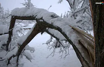 Güzelliği kadar zahmeti de var: Kar yüküne dayanamayan dallar kırıldı