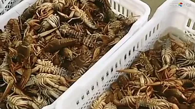 Keban Barajı'nda Kerevit Alarmı: Elazığlı Balıkçılar Endişeli