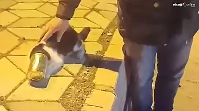 Vatandaşlar fark etti, felaketi önledi: Başı konserve kutusuna sıkışan kedi kurtarıldı
