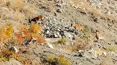 Koruma Altındaki Dağ Keçileri Palu'da Doğaya Renk Kattı