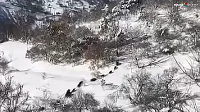 Baskil'in davetsiz misafirleri kamerada!