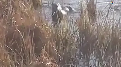 Elazığ'da Koruma Altındaki Su Samuru Görüntülendi!