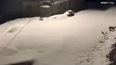 Kapının önünden sessizce geçtiler! Baskil'de vaşakların gece gezintisi kamerada