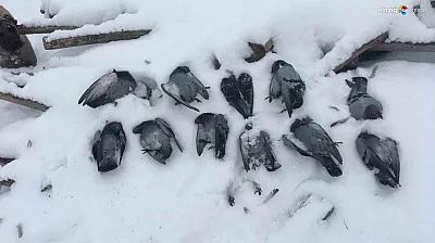 Elazığ buz kesti, kanatlar dondu: Köylüler sabah bu manzarayla uyandı