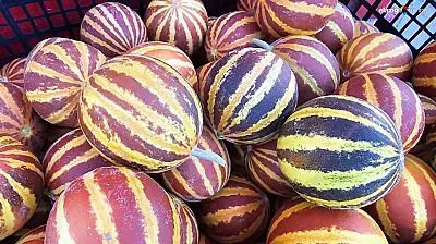 Elazığ'da Şamama Kavunu Pazar Tezgahlarında!