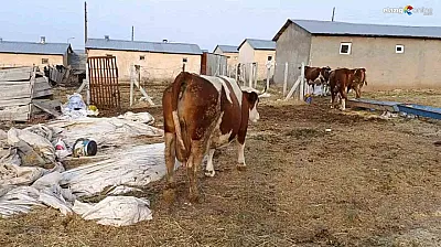 Palu, Kovancılar ve Karakoçan'da Şap Alarmı! Çiftçiler Zor Durumda!
