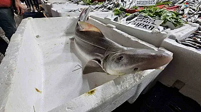 Derin Sulardan Elazığ'a! Kapalı Çarşı'da Köpek Balığı Sürprizi