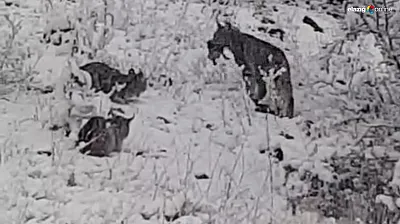 Anne vaşak ve yavruları ziyafet sofrasında görüntülendi