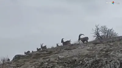 Doğanın sessiz misafirleri tarihi Harput'ta görüntülendi