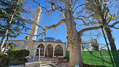 Harput'ta asırlara direnen çınar zamana meydan okuyor