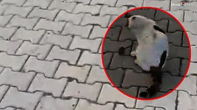 Kedi Fareyi Yakaladı, Sonra Oyun Oynadı! İşte Kameraya Yansıyan Kedi-Fare Oyunu