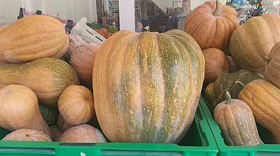 Elazığ Palu'da Ata Tohumuyla Yetişen Kabaklar Pazarın Gözdesi Oldu!