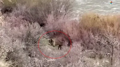 Palu'da Murat Nehri Kıyısında Şaşırtan Karşılaşma: Balıkçı, Anne Ayı ve Yavrusunu Gördü!