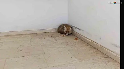 Palu'da ders arası misafir: Okul koridorunda tilki sürprizi!