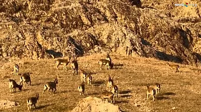 Palu Kalesi çevresinde dağ keçisi sürüsü kameralara böyle yansıdı