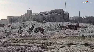Sabah Saatlerinde Harput'ta Sürpriz Misafirler Kamerada!