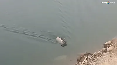 Sarp kayalıkları bıraktı, serin sulara atladı! İşte dağ keçisinin ezber bozan görüntüsü