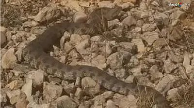 Elazığ'da Görüntülendi! Engerek Yılanının Boyutu Herkesi Şaşırttı