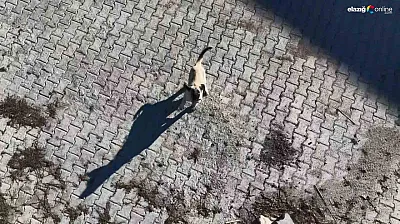 Dronu oyun arkadaşı sandı, peşini bırakmadı