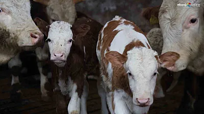 Yeni yıla 'çifte' umutla girdiler: Elazığlı üreticinin müjdeli haftası