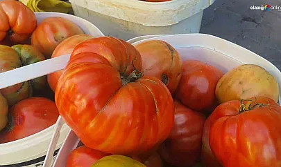 Elazığ'ın Ata Tohumlu Mahman Domatesi Pazara İndi: Kilosu 30 TL, Lezzeti Efsane!