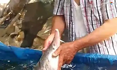 Palu Murat Nehri'nde 2 Milyon Liralık Balık Heyecanı!
