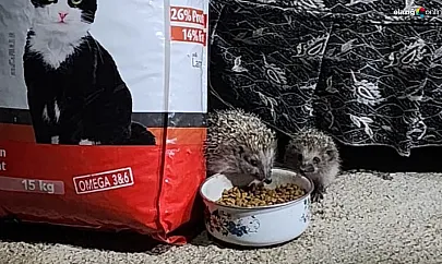 Kovancılar'da Kirpi ve Yavrusu Kedi Mamasına Ortak Oldu!
