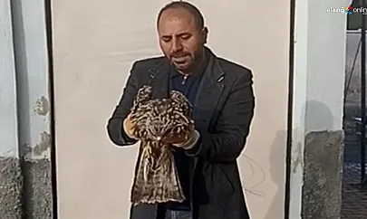 Yaralı kartal koruma altına alındı!