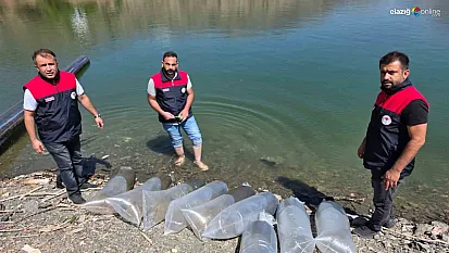Elazığ'da Balık Popülasyonu Artıyor: Beyhan Barajı'na 50 Bin Yavru Balık Salındı!