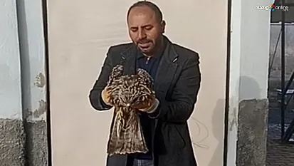 Yaralı kartal koruma altına alındı!