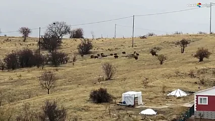 Aç kalan domuz sürüsü şehir merkezine indi