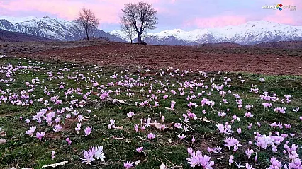 Arıcak'ta Şubat sürprizi: Tarlalar çiğdemlerle renklendi