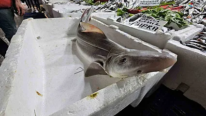Derin Sulardan Elazığ'a! Kapalı Çarşı'da Köpek Balığı Sürprizi