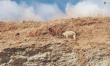 Diyarbakır'da 3 keçi 2 gündür mahsur kaldıkları yerden kurtarıldı