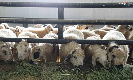 Keban'da koyun çiçeği alarmı: 6 köy karantinaya alındı, aşılama başladı