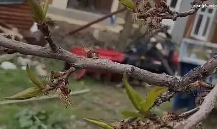 Elazığ'da Don Felaketi: Pincirik'te Kayısılar Yandı!