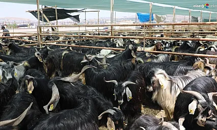 Elazığ'da 15 Dönümlük Kurban Alanı Hazır! İşte Tüm Ayrıntılar!