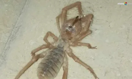 Elazığ'da zehirli örümcek paniği: Akrep ve kertenkele ile besleniyor