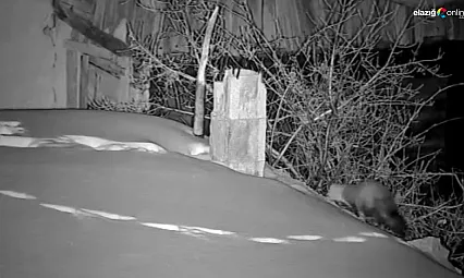 En küçük delikten bile sızıyorlar! Elazığ'da bir köy bu görüntüleri konuşuyor