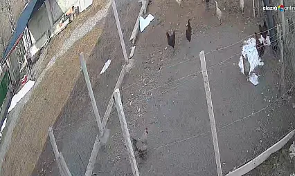 Tavuğu kapan tilki kameradan kaçamadı!