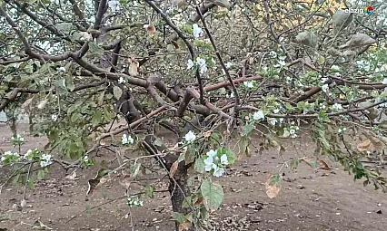 Elazığ'da Bahar Manzarası: Sonbaharda Çiçek Açan Ağaç Herkesi Şaşırttı!