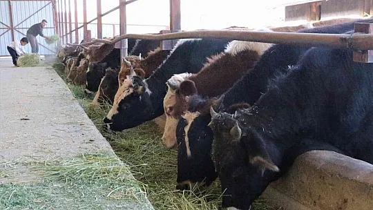 TKDK'dan aldığı destek ile köyünü tavuk ve besi çiftliğine çevirdi