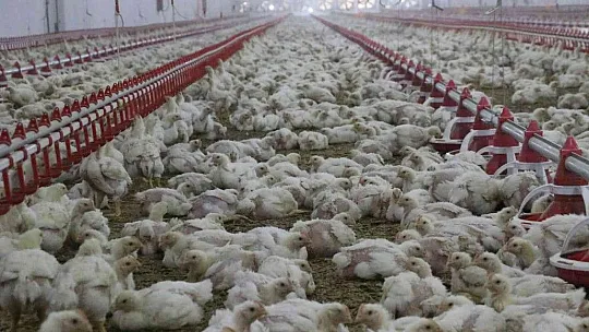 TKDK'dan aldığı destek ile köyünü tavuk ve besi çiftliğine çevirdi