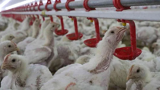 TKDK'dan aldığı destek ile köyünü tavuk ve besi çiftliğine çevirdi