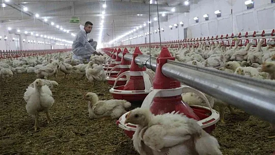TKDK'dan aldığı destek ile köyünü tavuk ve besi çiftliğine çevirdi