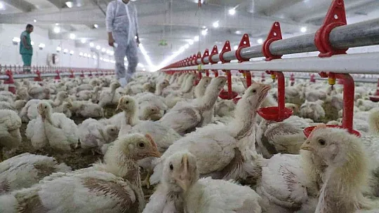 TKDK'dan aldığı destek ile köyünü tavuk ve besi çiftliğine çevirdi
