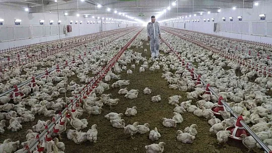 TKDK'dan aldığı destek ile köyünü tavuk ve besi çiftliğine çevirdi